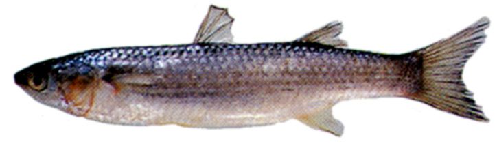 Liza carinata_04.jpg